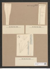 Synedra ulna var. splendens (Kuetz). Brun. (de-Toni-Nr.: Genus 66, Species 2584) Zeichnungen Sammlung Grunow Nr. 5224 (NHMW-BOT-W0373595)